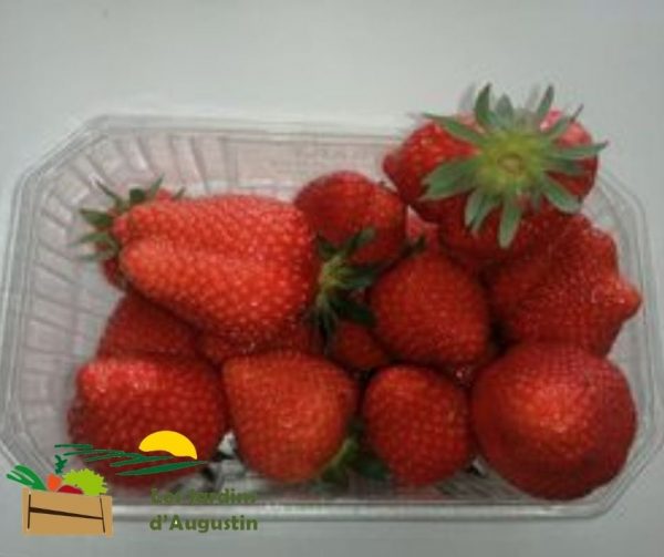 Fraise Darselect 500g